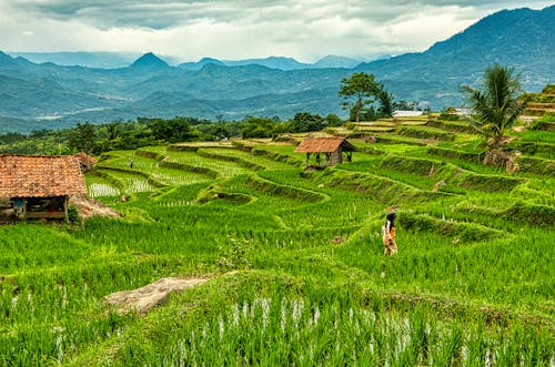 A Person Walking on Green Grass Field