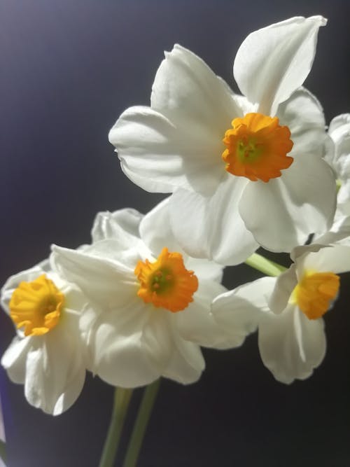 Foto stok gratis bakung berbunga banyak, bunga daffodil, bunga putih