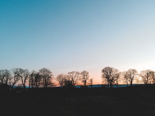 Fotobanka s bezplatnými fotkami na tému bezlistý, hracie pole, jasná obloha