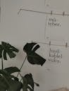 Monstera Plant Standing next to Pieces of Paper with Quotes Hanging on a White Wall