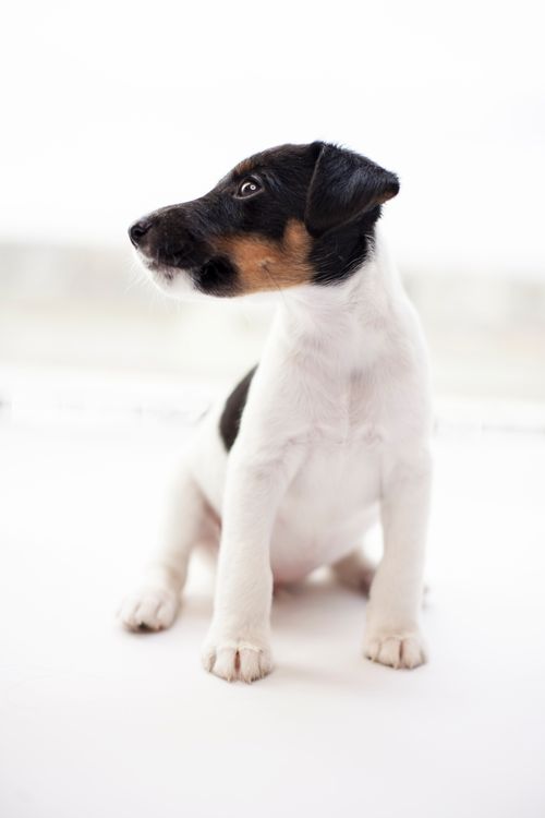 Free Little domestic purebred Smooth Fox Terrier sitting in light room and looking away in daytime Stock Photo