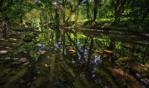 Foto profissional grátis de água corrente, árvores, cenário