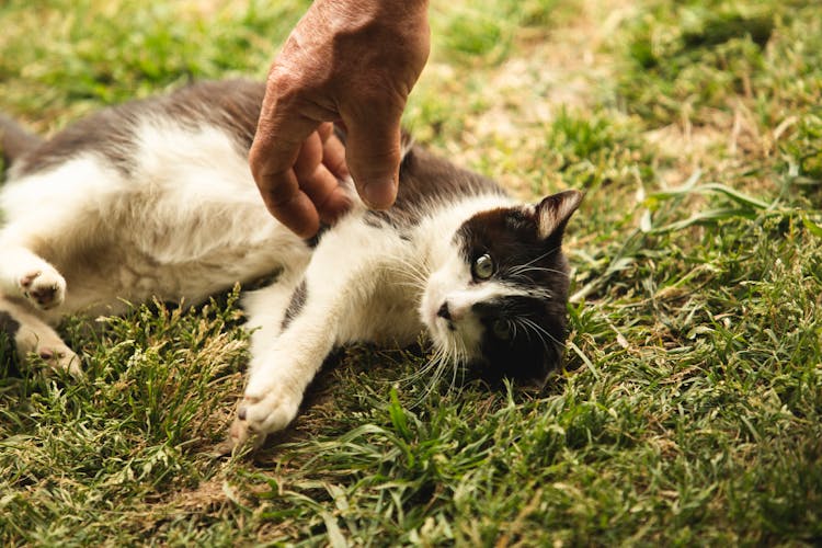 Close-Up Shot A Person Touching A Cyprus Cat