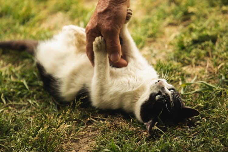 Close-Up Shot A Person Touching A Cyprus Cat