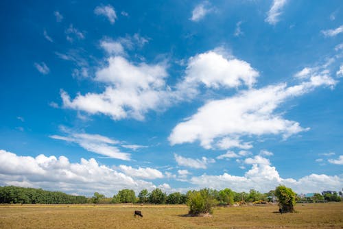 Photos gratuites de calme, ciel bleu, clairière