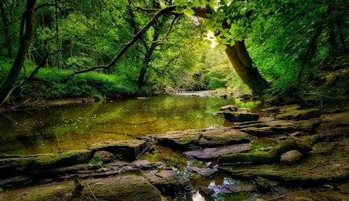 Scenic View of a River in the Forest