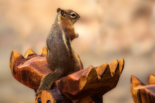 免費 灰色和棕色松鼠在棕色木頭上的微距攝影 圖庫相片