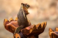 在科罗拉多斯普林斯，一只花栗鼠坐在户外的木制雕塑上