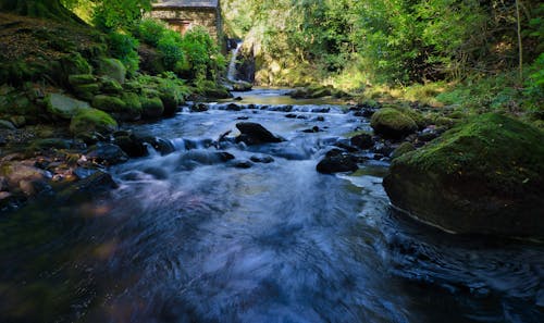 Immagine gratuita di ambiente, fiume, foresta