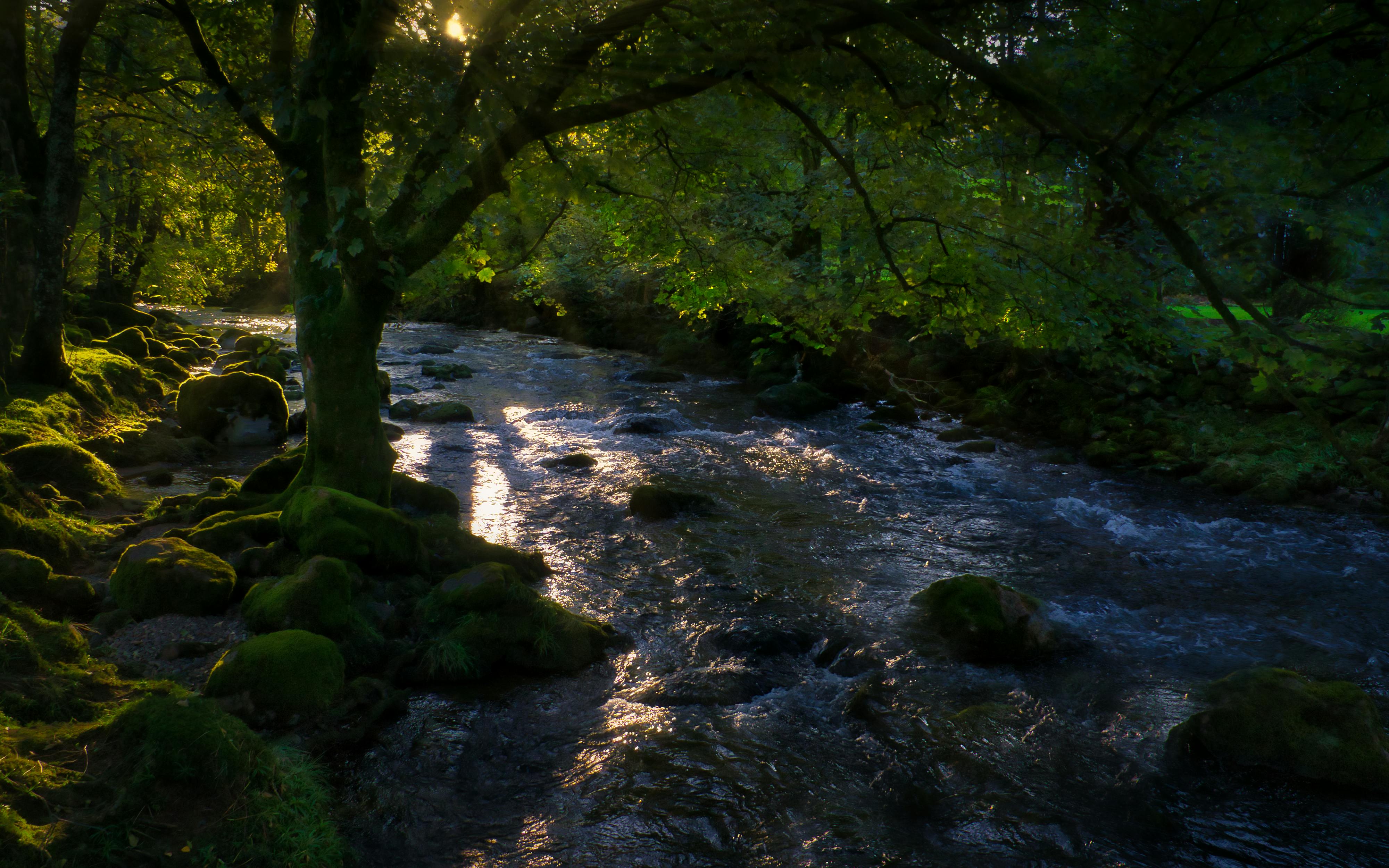 River Water in Forest, Rocky River Side Stock Photo - Image of grass,  scenery: 165302448