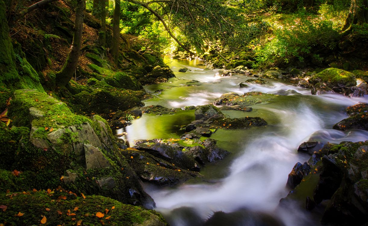 A Rocky River in the Forest · Free Stock Photo