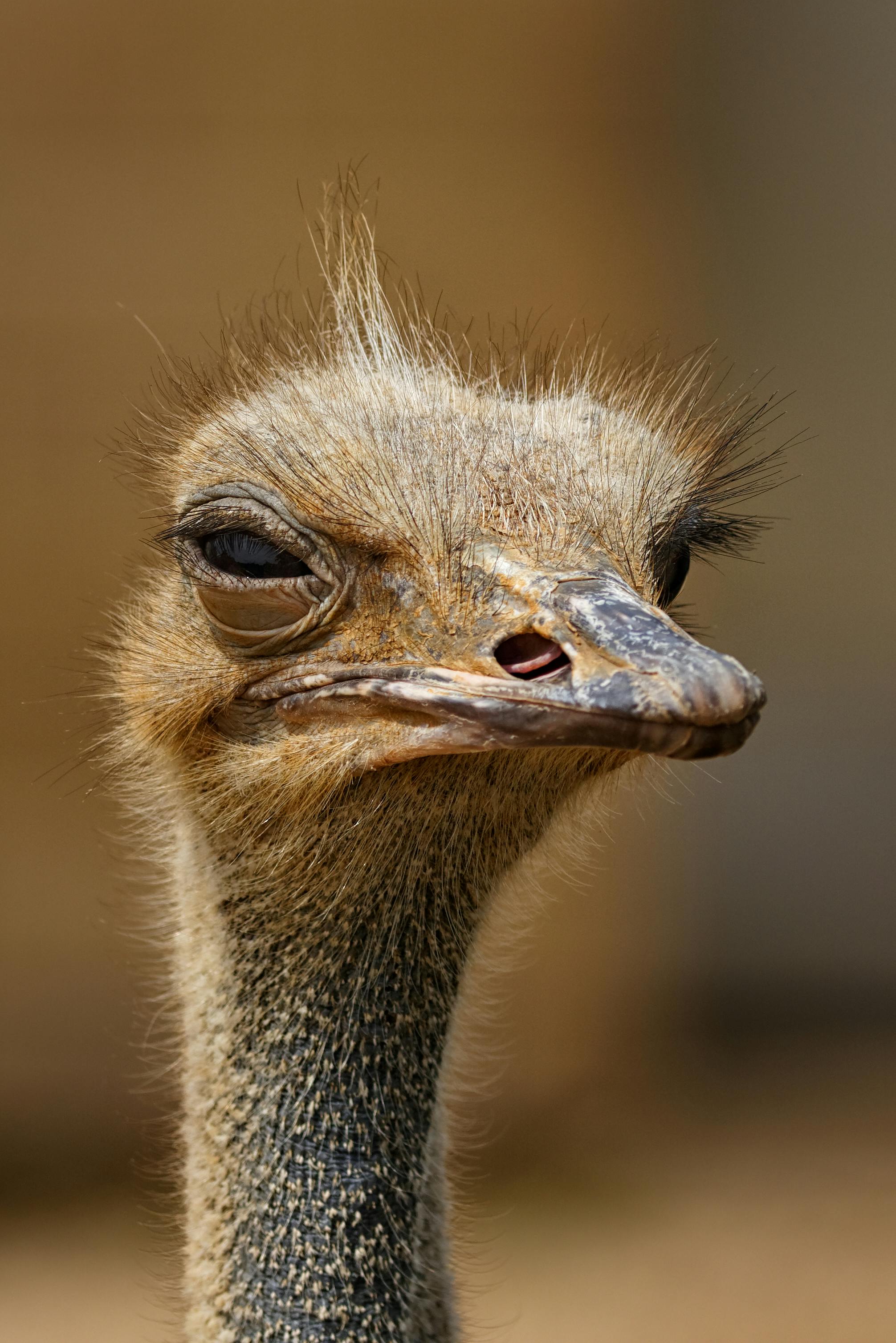 Brown Ostrich · Free Stock Photo
