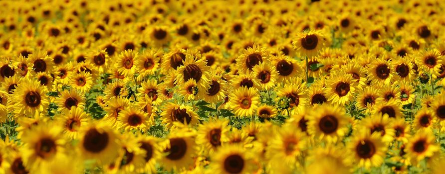 A stunning field of sunflowers basking in the summer sun, displaying vibrant yellow hues.