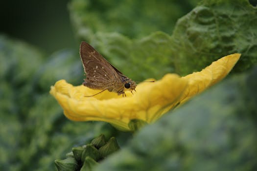 Detailed close-up of a Rice Swift butterfly perched on a vibrant yellow flower, surrounded by lush green leaves.