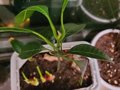 Anime vocal style training