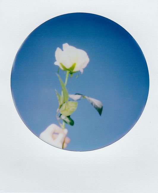A white rose held against a blue sky captured in a vintage polaroid style.