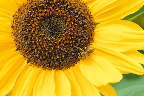 Free A Yellow Sunflower in Full Bloom Stock Photo