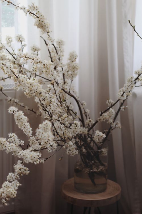Free White delicate flowers in blossom in thin black branches placed into jar with water on timber stool near window Stock Photo