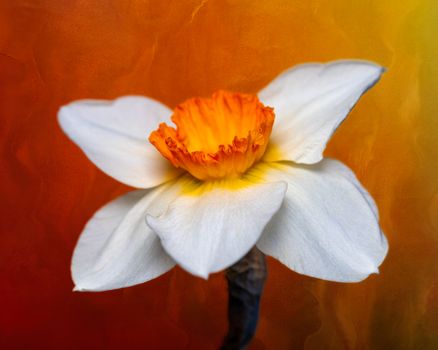 Blooming jonquil with tender wavy petals and orange center on thick stem on colorful background