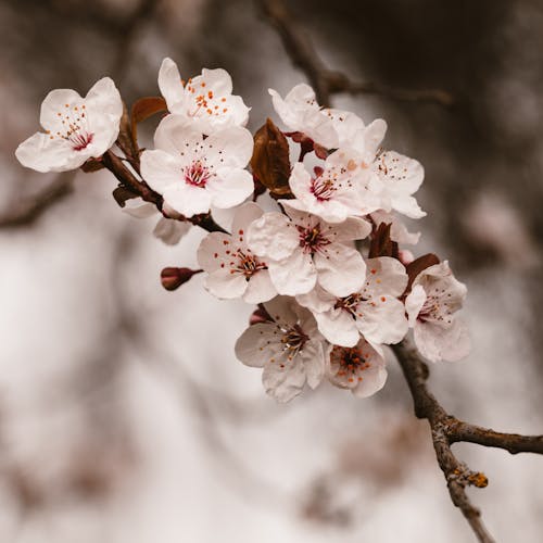 Ingyenes stockfotó cseresznyevirág, évszak, faág témában