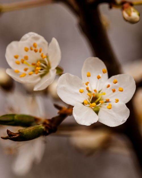 Free Detailed close-up of delicate white cherry blossoms with yellow stamens in springtime. Stock Photo