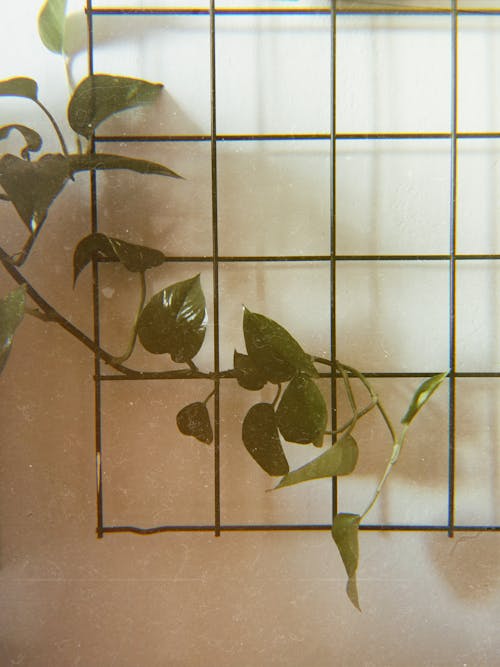 Základová fotografie zdarma na téma estetický, plantage, zelené rostliny