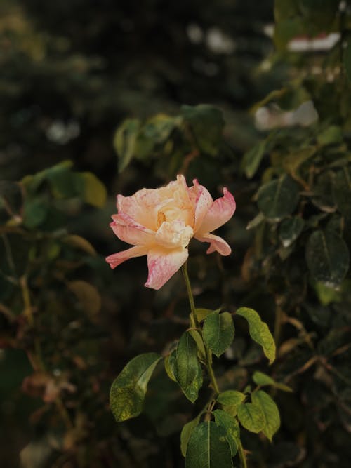 Imagine de stoc gratuită din floare, fotografie de flori, frumos