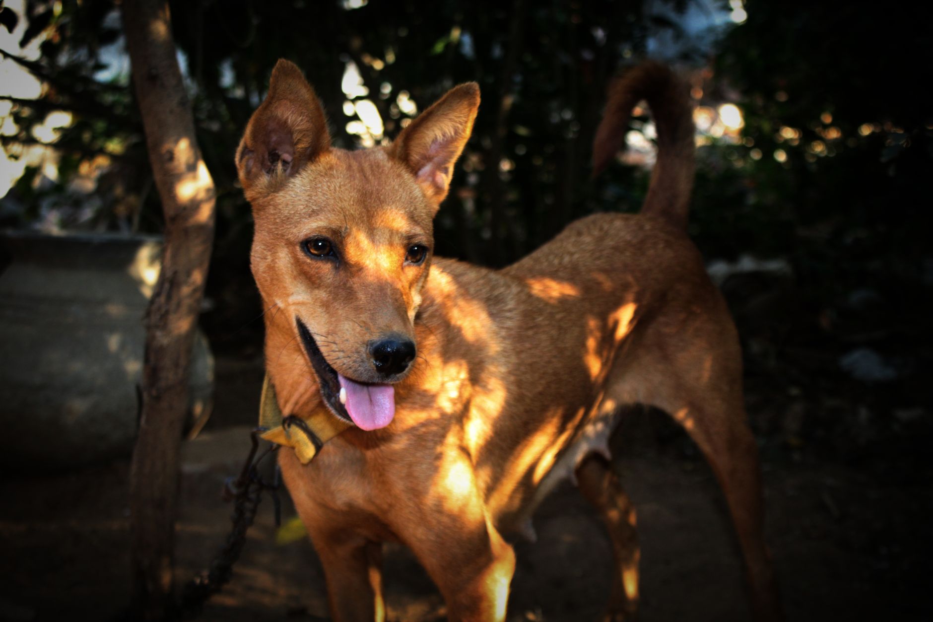 Portrait of a dog at a veterinary clinic