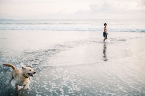 Free Kid and Dog Playing on the Seashore  Stock Photo
