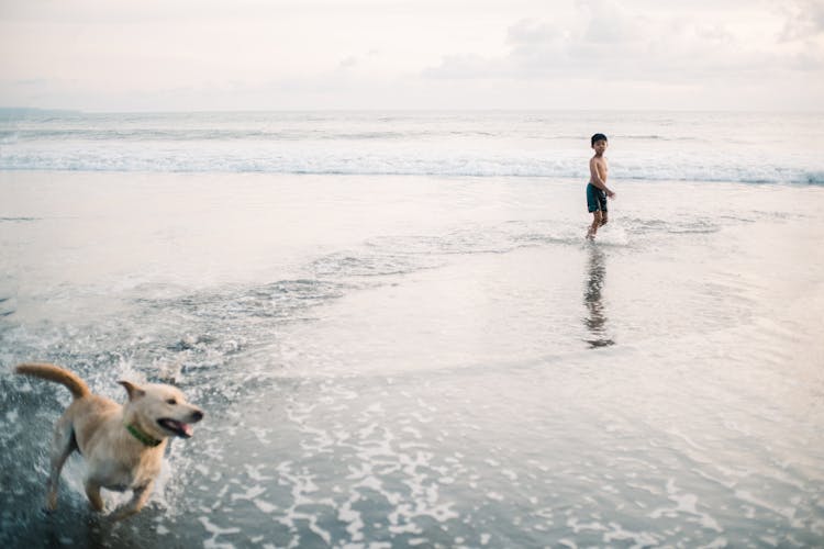 Kid And Dog Playing On The Seashore 