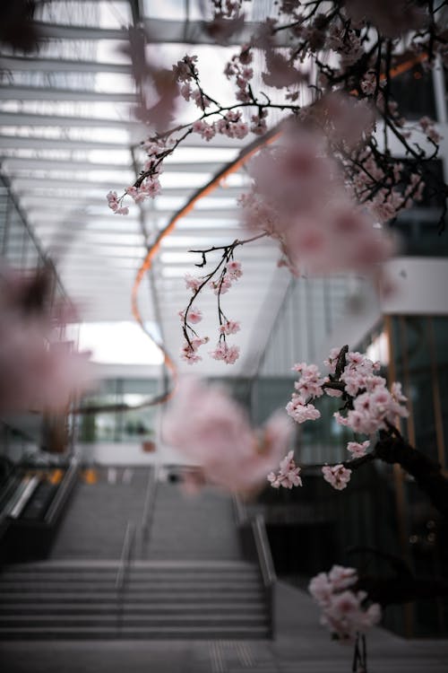 Free stock photo of blurry, blurry background, cherry blossom