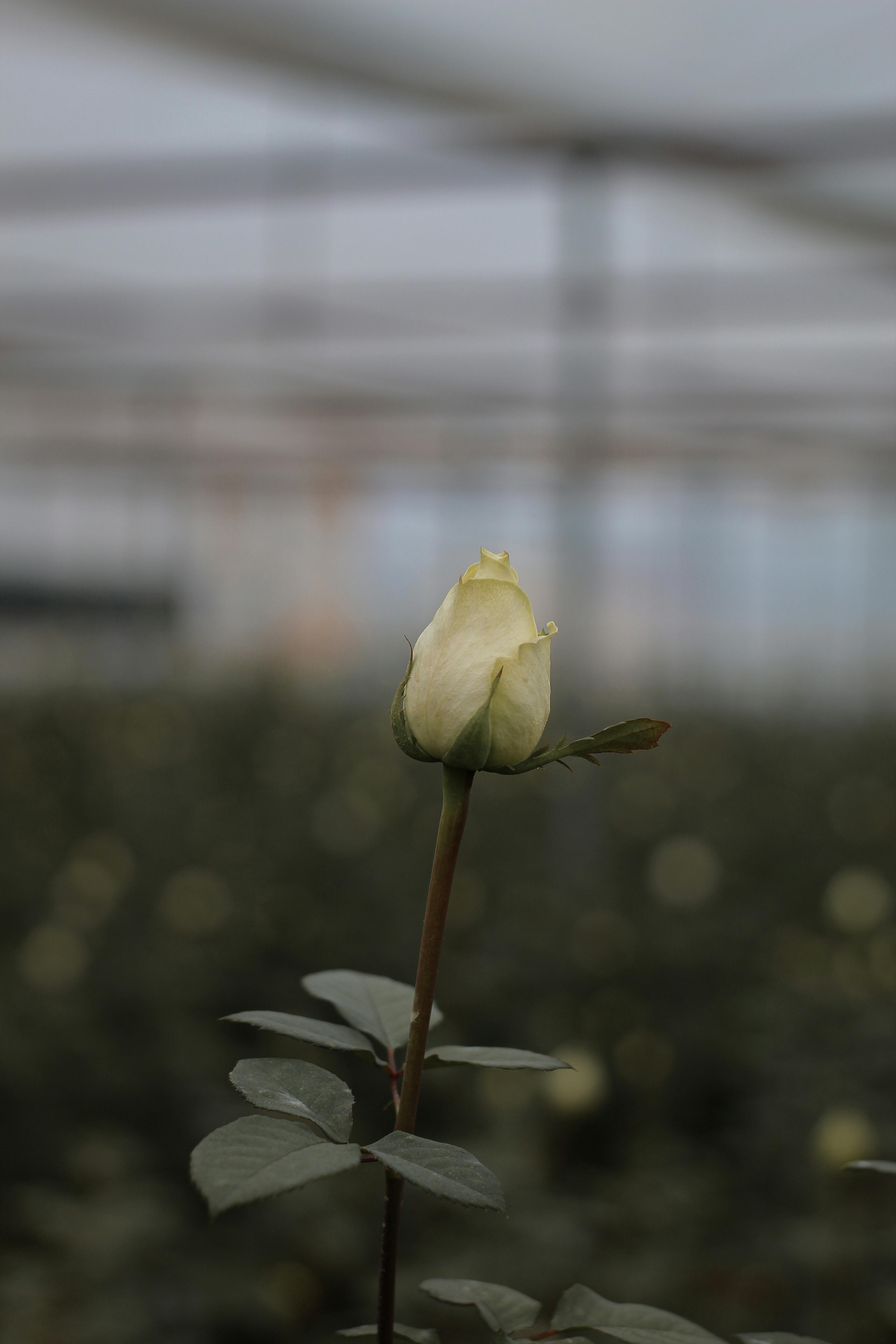 rose growing out of concrete