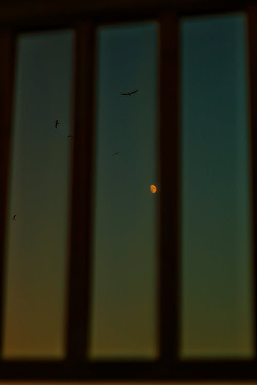 View of dark blue cloudless sky with yellow moon and flying birds through window with bars shadow