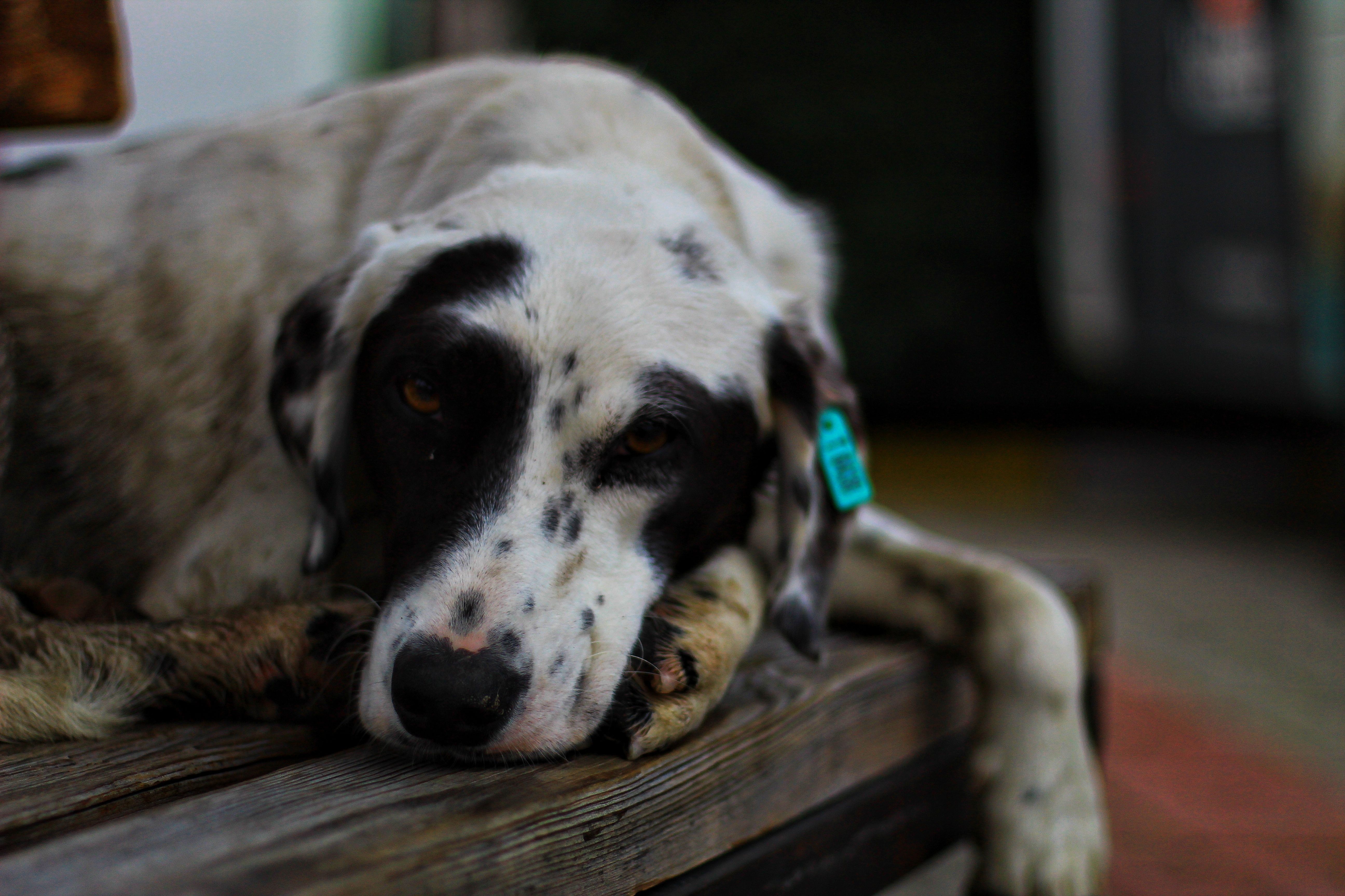 Portrait of a dog at a veterinary clinic