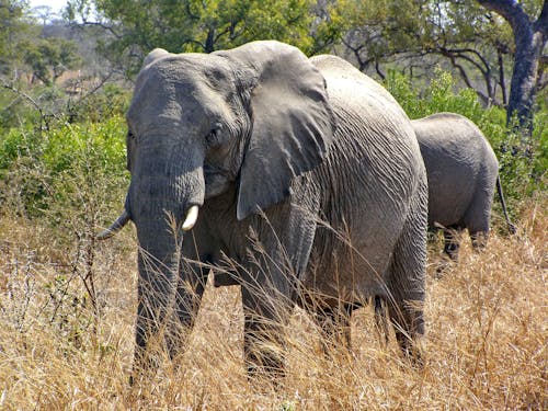 Photo of an African Elephant With Tusks on Dry Grass