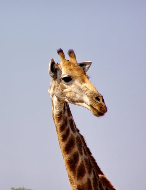 Photo of a Giraffe's Head 