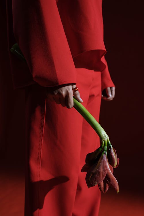 Free Person in Red Long Sleeve Shirt Holding a Red Flower Stock Photo