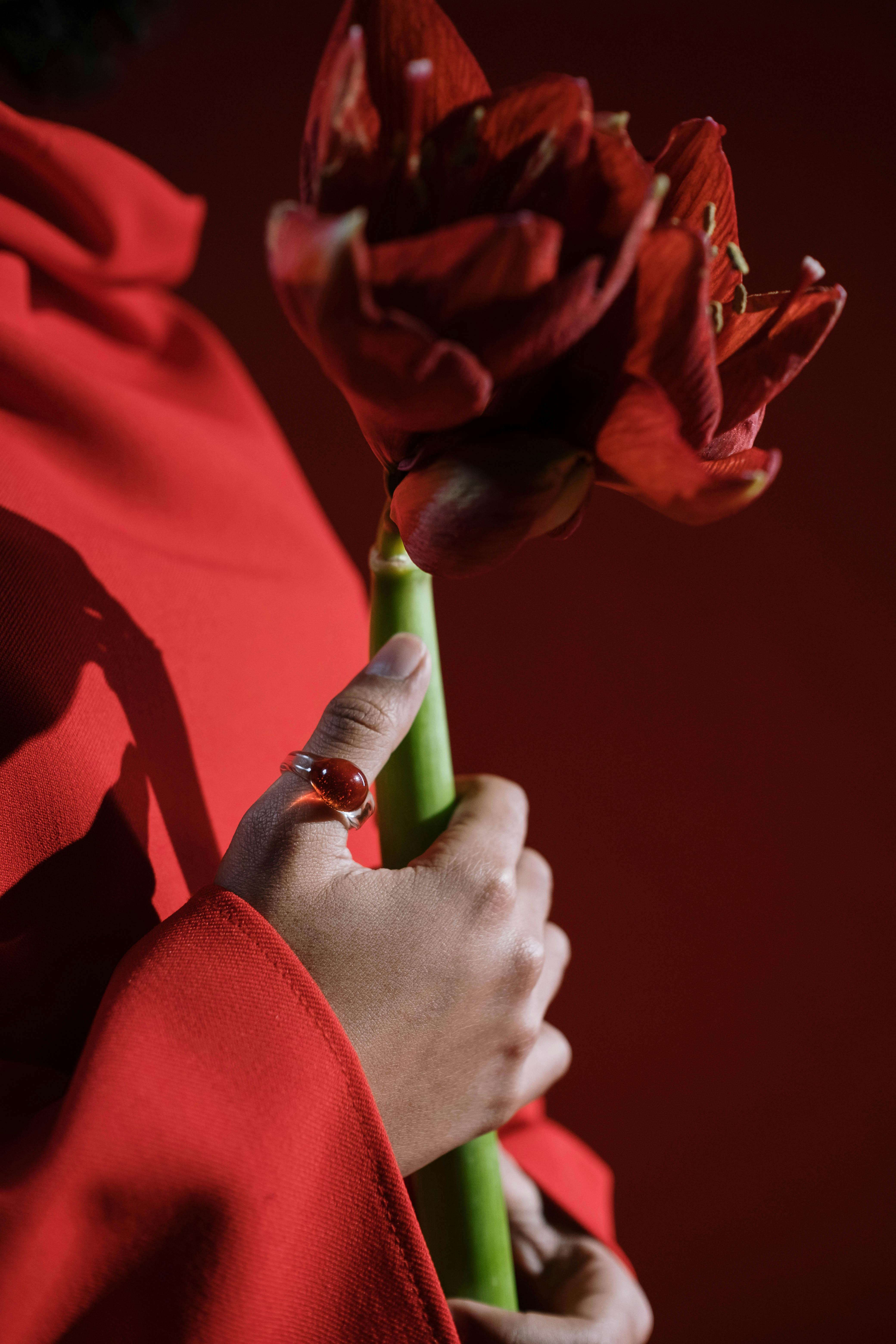 [ColoSach]-close-up-of-a-hand-holding-a-red-flower,-wearing-a-ring,-with-a-red-backdrop.