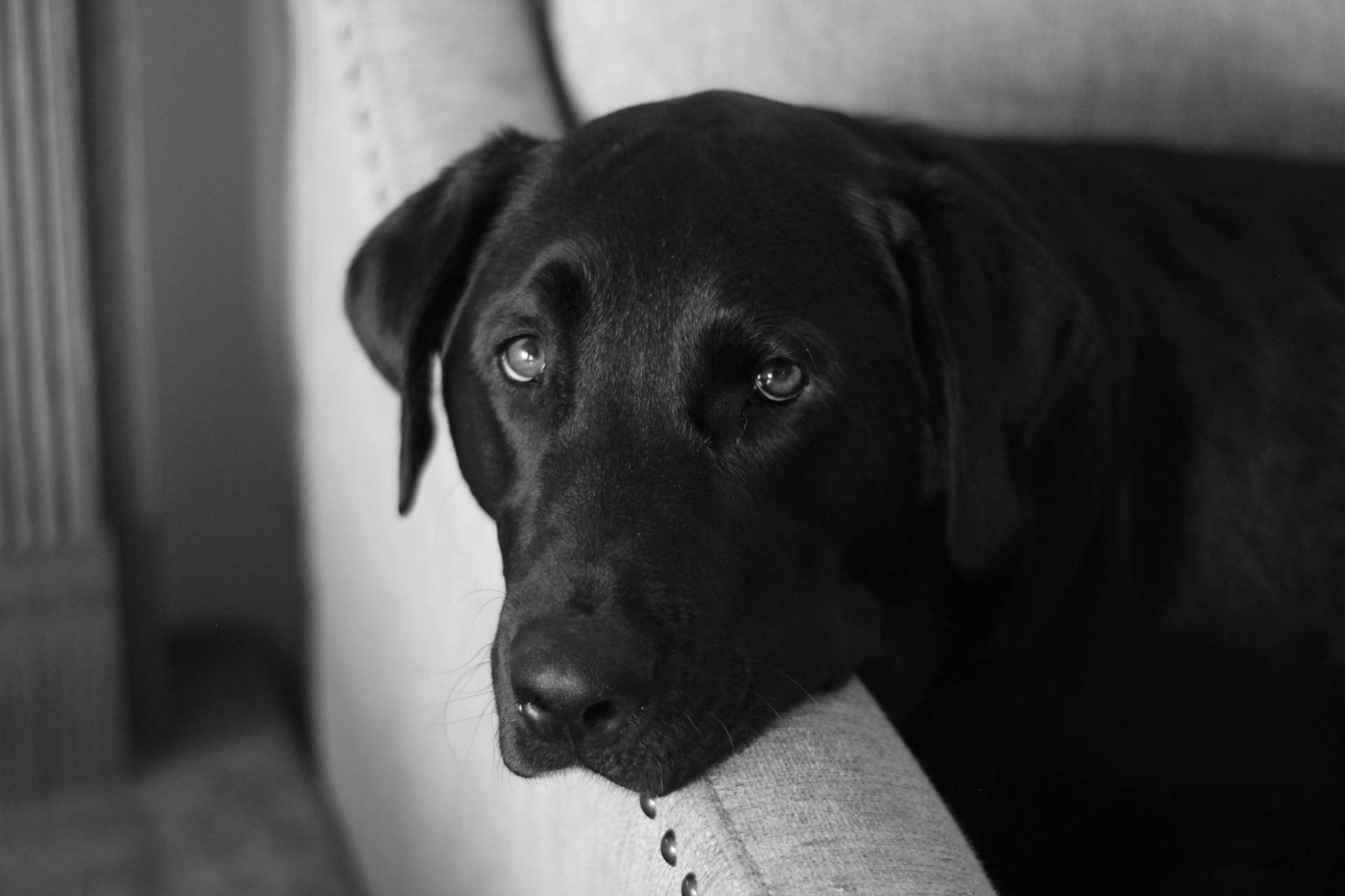 Grayscale foto van een Labrador die naar de camera kijkt