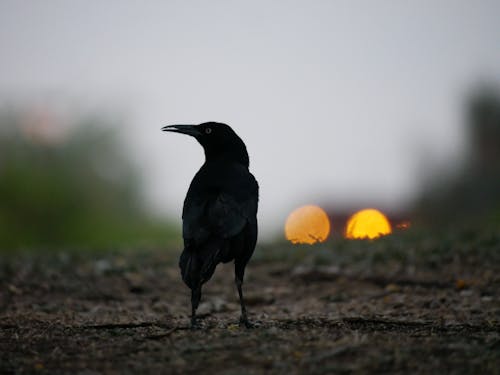 A  Black Crow on the Ground