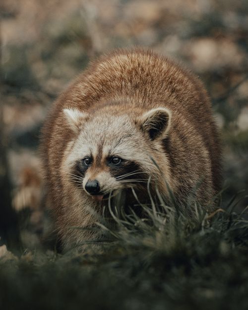 Free Adorable brown hairy raccoon with black stripes on muzzle standing in field with green grass in nature on blurred background Stock Photo