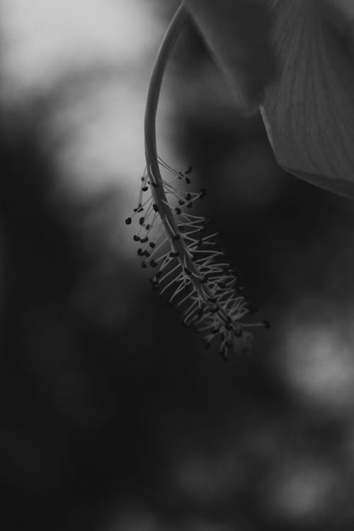 Black and White Photo of a Plant