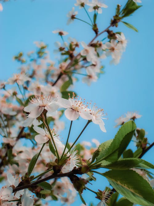Free White Flowers on the Tree Stock Photo