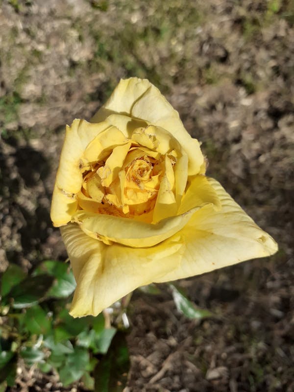 Courtship dance Tripura