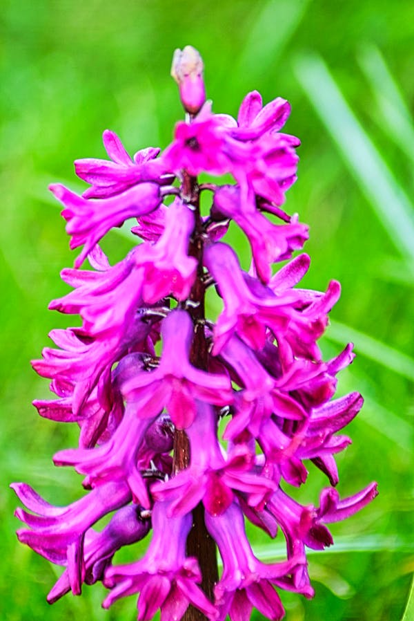 Cultural academy dance Tripura