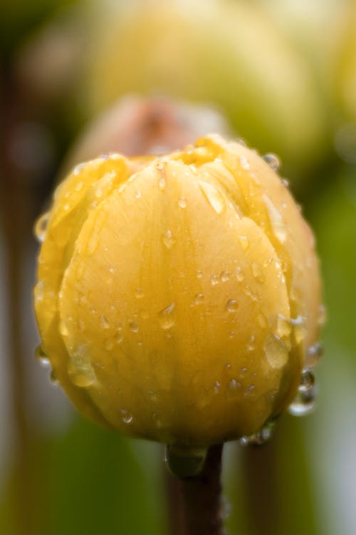 Foto d'estoc gratuïta de flor groga, fons borrós, fotografia de flors