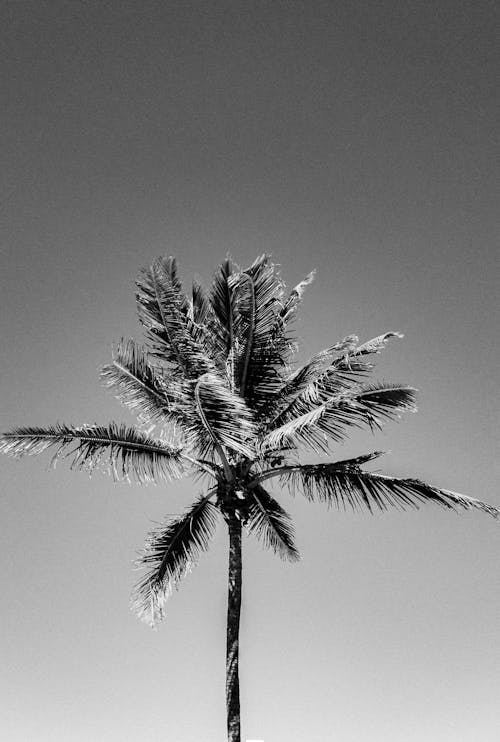 Black and White Photo of a Palm Tree
