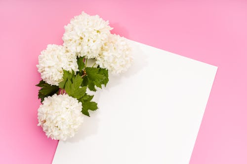 คลังภาพถ่ายฟรี ของ ดอกไม้ลูกจีน, ดอกไม้สวย, บัตรเปล่า