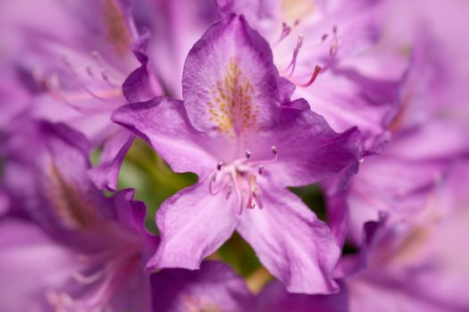 Macro shot of a vibrant purple rhododendron flower in full bloom with selective focus.