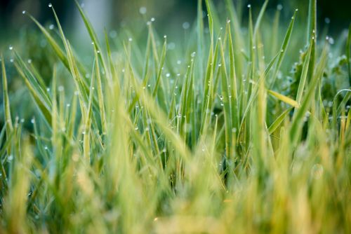 Free Close-up of fresh green grass with dewdrops, showcasing the beauty of morning nature. Stock Photo